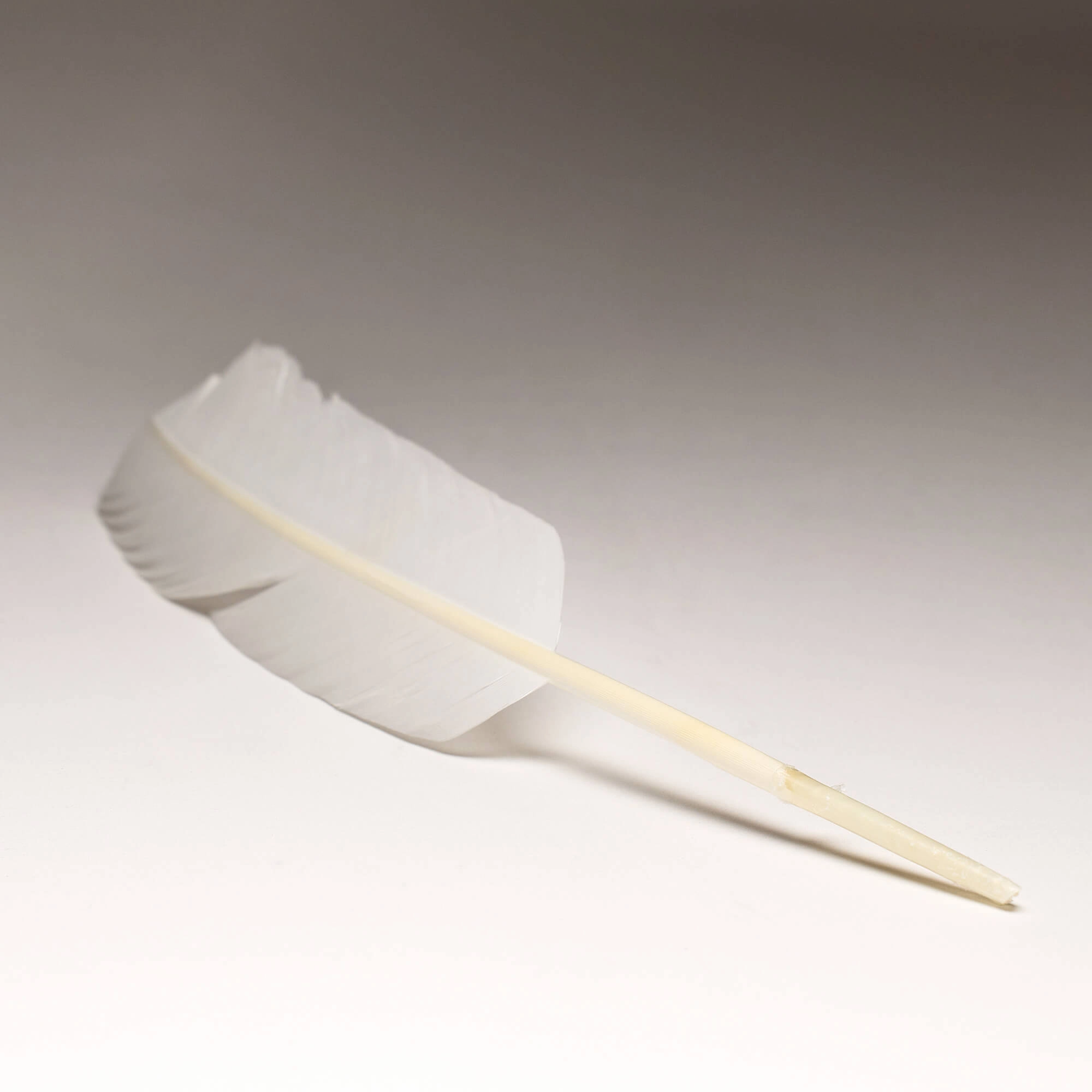 Quill Feather